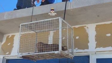 Rescataron a dos perros que estaban abandonados y desnutridos en Neuquén