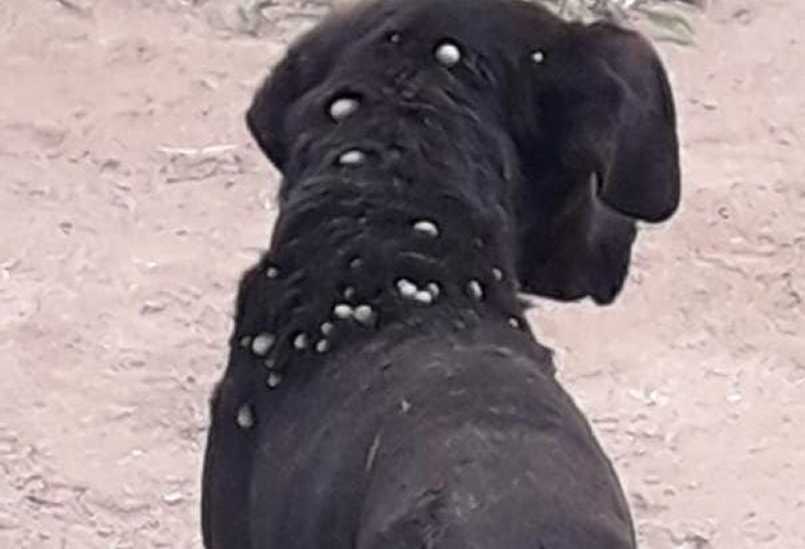 Perros afectados por las garrapatas deambulan por el comedor de la Escuela 35 de Roca. Foto: gentileza