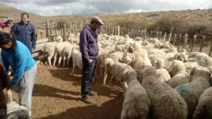 No hay «dólar lana», pero habrá aporte nacional para más de 2.500 productores de Río Negro
