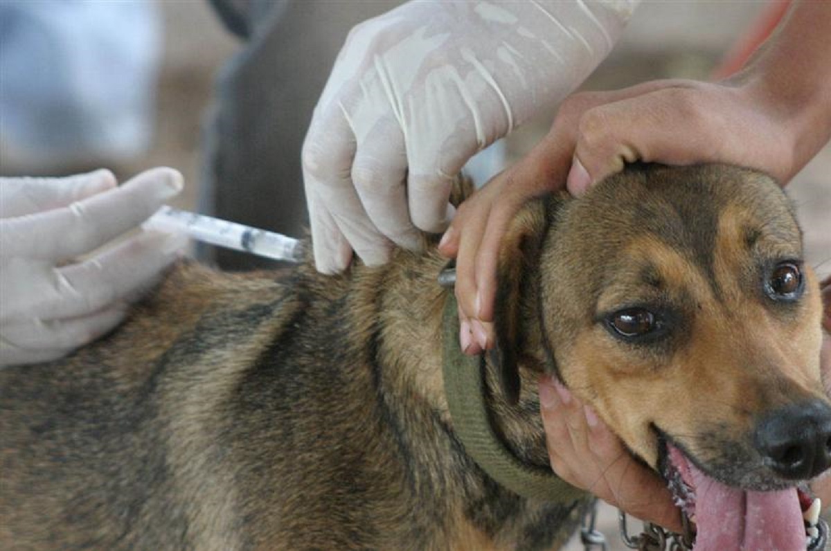 La jornada de vacunación antirrábica para mascotas tendrá lugar en el barrio Santa Rita.