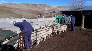 Un calendario sanitario a medida del ganado caprino