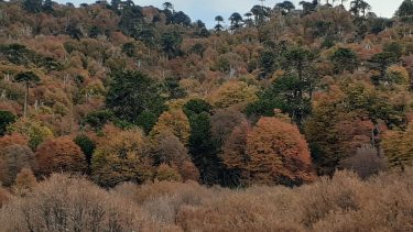 Ordenamiento territorial: convocan a la presentación de planes de cuidado de bosques nativos