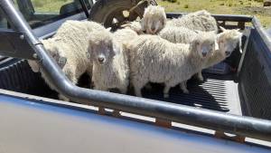 Para las fiestas de fin de año, chivitos y corderos de la Región Sur llegarán a las mesas de Bariloche