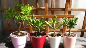 Jardín: Conocé al Árbol de Jade, la planta que atrae el dinero