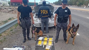 El perro Máximo detectó más de siete kilos de cocaína en Chichinales