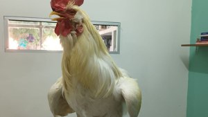 El gallo Claudio que sobrevivió al encierro en un auto a pleno rayo de sol, se recupera en una chacra