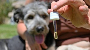 Abren el primer consultorio veterinario especializado en el uso de cannabis en Neuquén