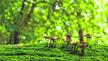 Un nuevo intento por proteger la biodiversidad