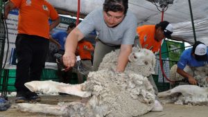 En una exitosa zafra lanera, Maquinchao será sede del XIX Campeonato de Esquila