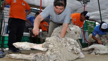 El evento reunirá a esquiladores y esquiladoras de distintas provincias. Foto: José Mellado. 