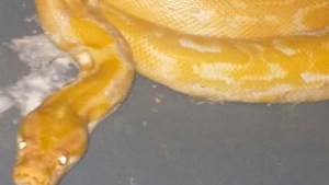 Video: la pitón que encontraron en Plottier es de Asia y fue traída ilegalmente