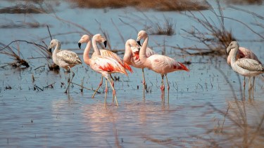 Los flamencos llegan a la Laguna Colorada (Fotos: César Echeverría - Silvia de Otaño)