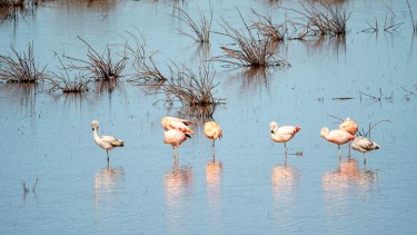 Laguna Colorada (César Echeverría - Silvia de Otaño)