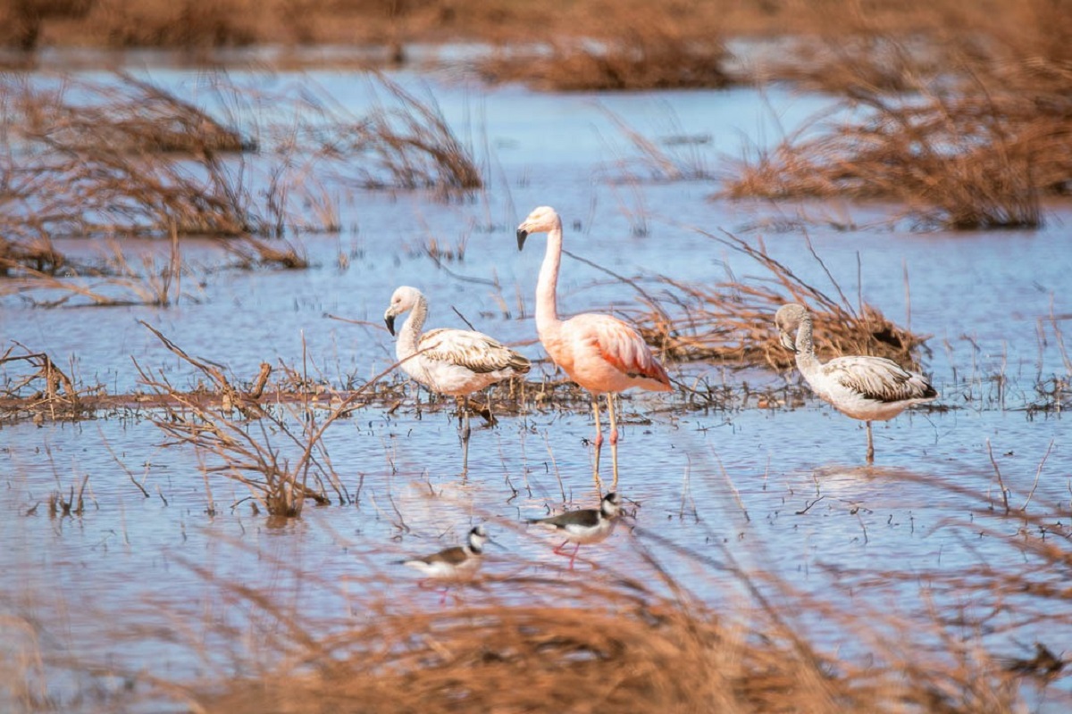 En época de invierno llegan las diferentes aves (Fotos: César Echeverría - Silvia de Otaño)