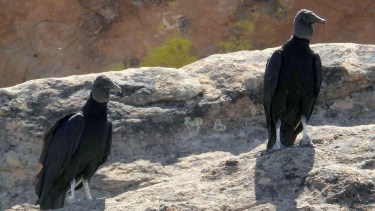 Jotes en Laguna Colorada, Plaza Huincul