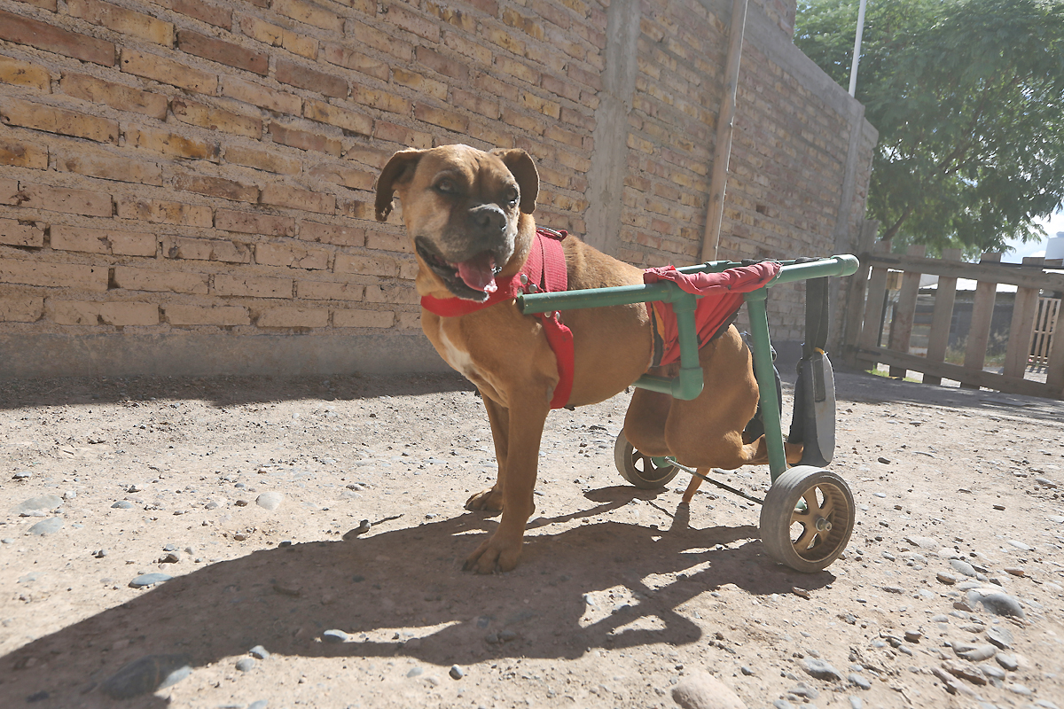 Maxi, el mecánico que ayuda a los perritos a volver a caminar – Diario Río  Negro