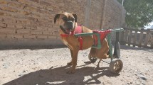Imagen de Maxi, el mecánico que ayuda a los perritos a volver a caminar