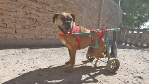 Maxi, el mecánico que ayuda a los perritos a volver a caminar