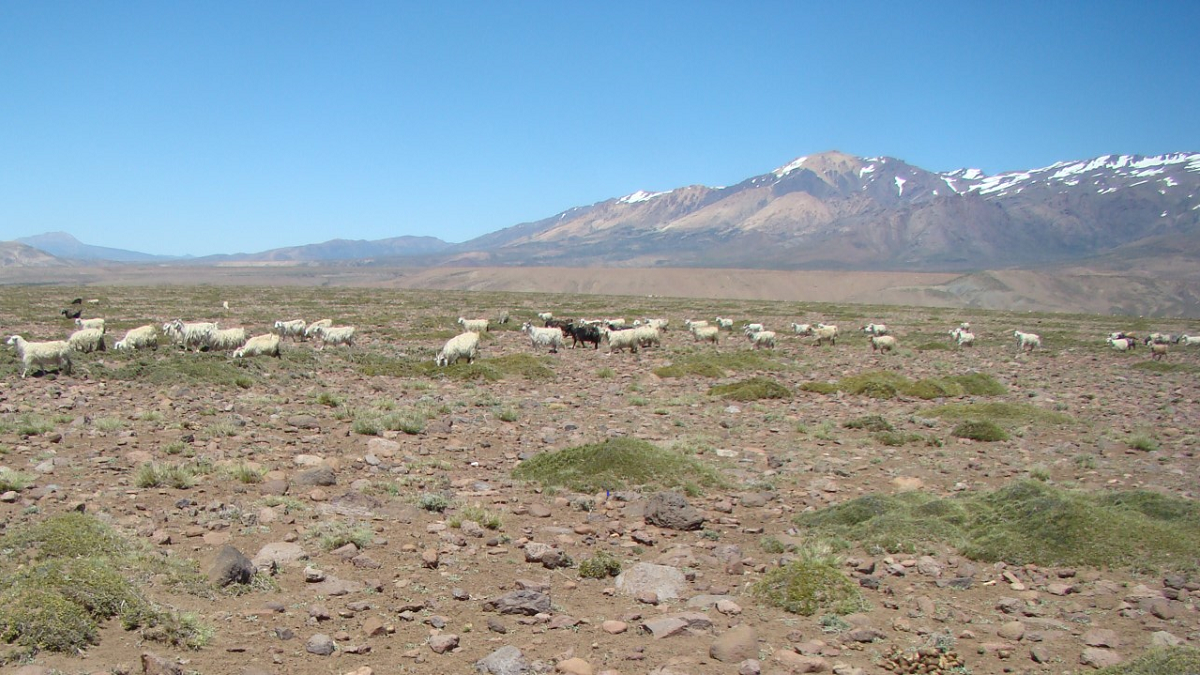 La sequía impulsó la declaración de la emergencia agropecuaria en Neuquén. (Archivo).-