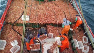 La pesca de langostino está paralizada. Foto: archivo.