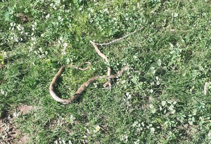 Una serpiente generó alerta en el centro de Roca. Foto: gentileza