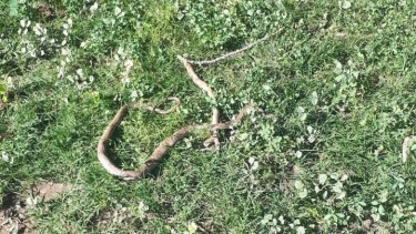 Una serpiente generó alerta en el centro de Roca. Foto: gentileza