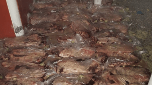 Secuestraron en Choele Choel más de 100 costillares que trasladaban hacia Roca