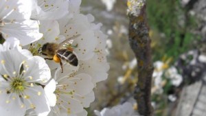 Antes de la miel, las abejas