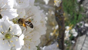 Antes de la miel, las abejas: el amor de Salvador