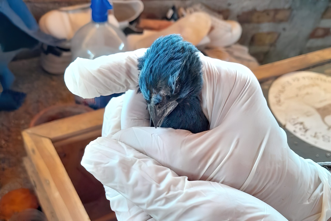 Distintas especies de aves consideradas en peligro de extinción fueron recuperadas en un allanamiento en Valle Azul. 