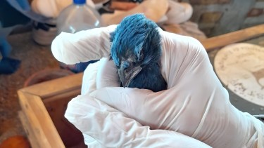 Distintas especies de aves consideradas en peligro de extinción fueron recuperadas en un allanamiento en Valle Azul. 