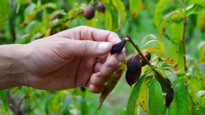 La emergencia afectó a 161 productores de frutos secos, de pepita y uva en Neuquén