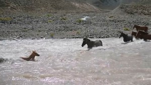 El video del año: así rescató una yegua a su cría que arrastraba el río en el norte neuquino