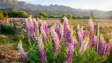 Este año la primavera comenzará oficialmente el 23 de septiembre. Archivo.