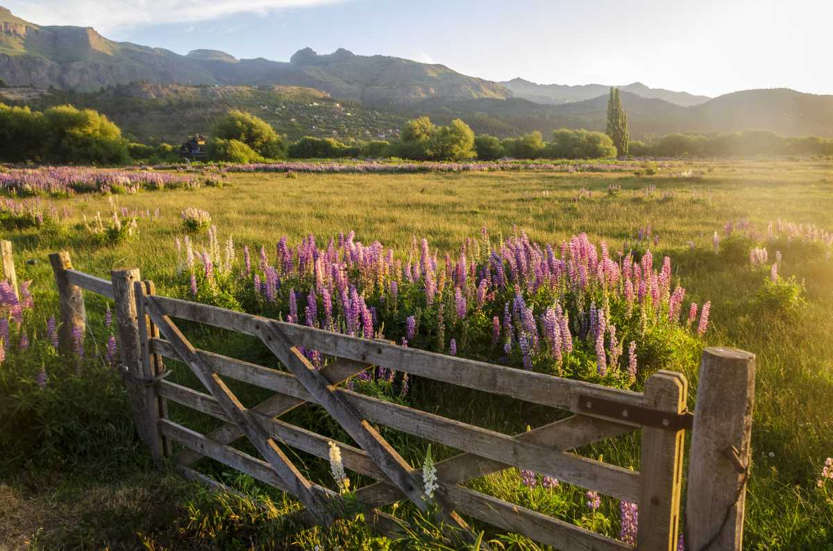 Los lupinos de la ruta 40 pintan de violeta y rosa el camino más lindo de  la Patagonia