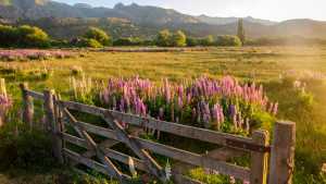 Los lupinos de la ruta 40 pintan de violeta y rosa el camino más lindo de la Patagonia