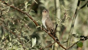 Salieron a observar aves y encontraron una especie poca veces vista en Neuquén