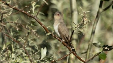 Encontraron un Cuclillo Chico, un ave con pocos registros en Neuquén. Foto: Gentileza Facebook Subsecretaría de Medio Ambiente y Protección Ciudadana- Neuquén Capital