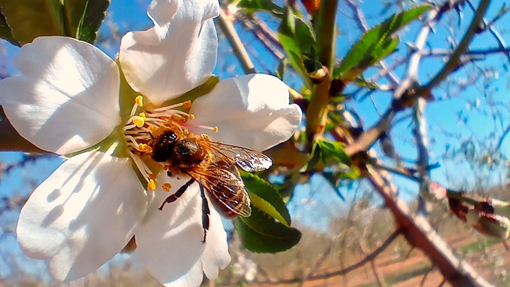 Desde Patagonia, el científico Marcelo Aizen hizo estudios que alertan sobre el declive de las poblaciones de abejas, que son claves en la polinización de plantas
