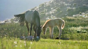 La historia detrás del video viral de la yegua que rescató a su cría en el río