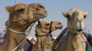 «Virus del Camello»: aseguran que es menos contagioso pero más mortal que el Covid