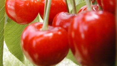 La exportación es uno de los principales objetivos de la producción de cerezas de la Patagonia.