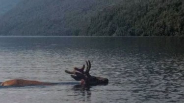«Increíble»: un ciervo cruzó nadando un lago de Villa La Angostura y desde un kayak filmó este   glorioso video