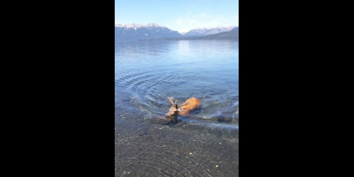 Un ciervo cruzó nadando el lago Correntoso y regaló una escena inolvidable en Villa La Angostura