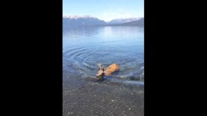 Un ciervo cruzó nadando el lago Correntoso y regaló una escena inolvidable