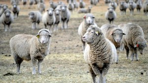 Feria y preventa de chivos y corderos de la Región Sur en Fernández Oro