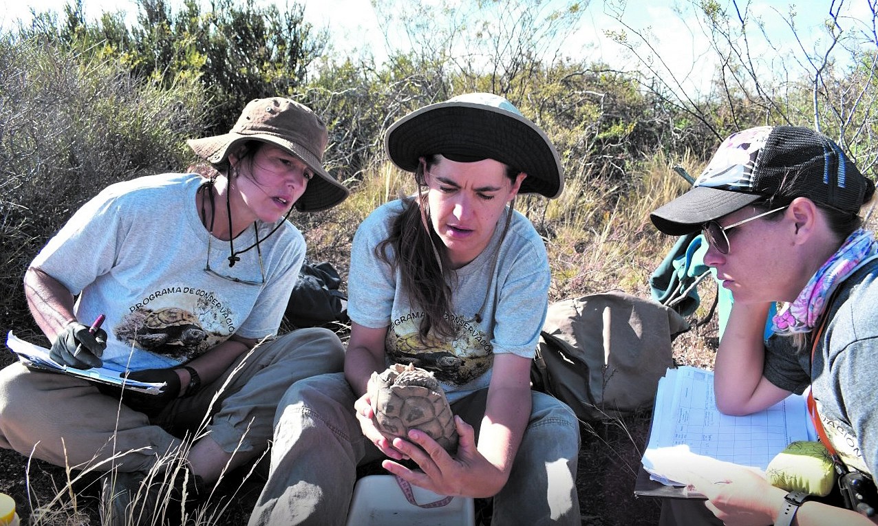 Invitan a participar de un voluntariado para la conservación de la tortuga terrestre de la Patagonia.