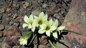Plantas autóctonas: Olsynium, una especie única y hermosa