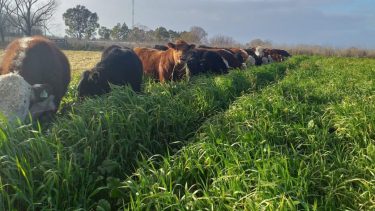 Autóctonos. Los ejemplares son criados en las condiciones que requiere su adaptación al ambiente de la zona.