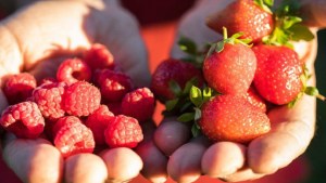 El Hoyo: agendar la Fiesta Nacional de la Fruta Fina este 6, 7 y 8 de enero próximo